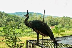 a peacock in the wild with hills in the background photo