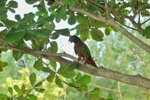 naturaleza gratis vida loro piar encaramado en un Iniciar sesión foto