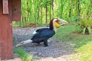 golden hornbill with yellow beak photo