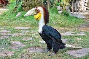 Hornbill, Julang, Kangkareng are a kind of bird that has a beak shaped like a cow's horn but without a circle.  Usually the beak is light in color.  Its scientific name Buceros photo