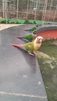 Beautiful anda colorful parakeet photo