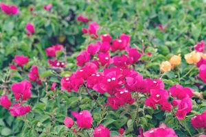 beautiful Bougainvillea flower for wallpaper texture and background photo