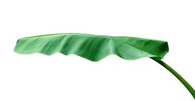 Green leaves pattern,leaf banana isolated on white background,include clipping path photo