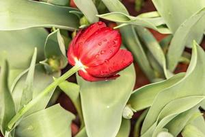 rojo tulipanes floraciones en el jardín en abril foto