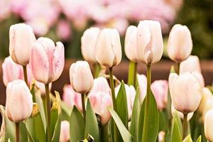 Pink tulips blooms in the garden in April photo