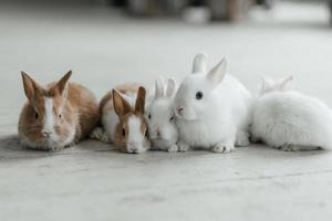 A group of cute Easter bunny rabbits on the living room floor. Beautiful cute pets. photo