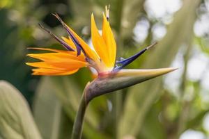 Royal strelicija orange flower, tropical plants. Close up photo