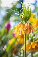 Kaisers crown fritillaria imperialis lutea flower yellow color photo