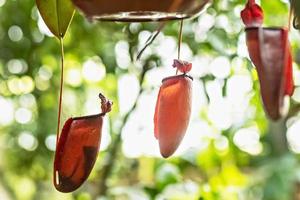 Nepenthes tropical carnivore plant. Plant nepenthes in the greenhouse of the Botanical garden photo