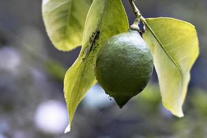 Fresh green lemon limes on tree in organic garden photo