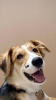 Portrait happy face dog isolated on beige background. Beautiful dog show tongue as smile with copy space on background. vertical photo, soft selective focus photo