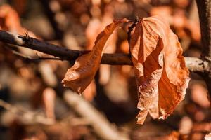 Autumn leaves on a branch in the sunlight close-up photo