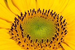 Sunflower head closeup. Beautiful pattern. Abstract natural background. Rustic backdrop for your design. Top view. photo