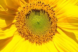 Sunflower head closeup. Beautiful pattern. Abstract natural background. Rustic backdrop for your design. Top view.Ukrainian symbol photo