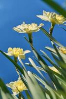 close up white and yellow daffodils in spring sunny day bottom view, down point of shoot photo