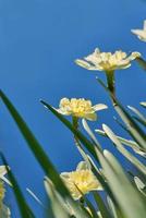 close up white and yellow daffodils in spring sunny day bottom view, down point of shoot photo