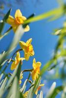 close up white and yellow daffodils in spring sunny day bottom view, down point of shoot photo