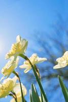 close up white and yellow daffodils in spring sunny day bottom view, down point of shoot photo