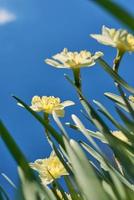 cerca arriba blanco y amarillo narcisos en primavera soleado día fondo vista, abajo punto de disparar foto