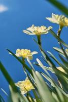 close up white and yellow daffodils in spring sunny day bottom view, down point of shoot photo