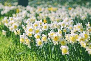 field of white and yellow daffodils in spring sunny day photo