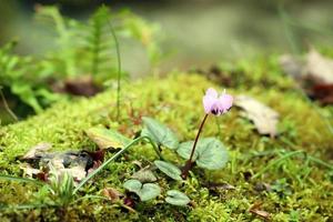 Purple flower wild Cyclamen sprout between the moss in early spring in the mountain forest.Unfocused. Macro. photo