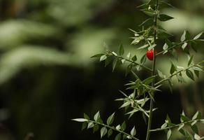 A green prickly shrub with a red berry in a spring mountain forest. Macro. Unfocused. photo