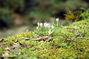 White flowers sprout between the moss in early spring in the mountain forest.Unfocused. Macro. photo