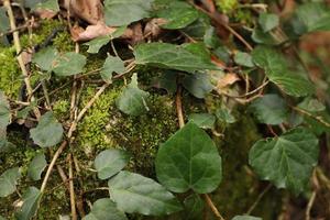 Bright green wild leaves wrap around a stone covered with moss in a spring mountain forest.Unfocused. Macro. photo