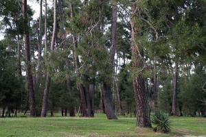 Relict pine park in Pitsunda in early spring. photo