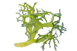 Eucheuma Cottoni seaweed isolated on white background photo