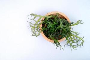 Fresh Graciillaria Spp seaweed in wooden bowl isolated on white background photo