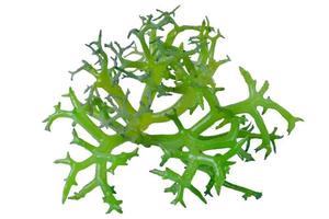 Eucheuma Cottoni seaweed isolated on white background photo