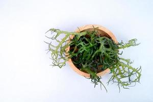 Eucheuma Cottoni seaweed on wooden bowl isolated on white background photo