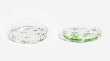 organic cosmetics, natural cosmetics, biofuels, algae. Natural green laboratory. Experiments. Petri dishes with green plants on a light background. photo