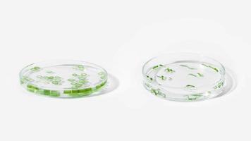 organic cosmetics, natural cosmetics, biofuels, algae. Natural green laboratory. Experiments. Petri dishes with green plants on a light background. photo