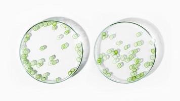 organic cosmetics, natural cosmetics, biofuels, algae. Natural green laboratory. Experiments. Petri dishes with green plants on a light background. photo