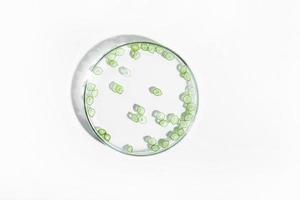 organic cosmetics, natural cosmetics, biofuels, algae. Natural green laboratory. Experiments. Petri dish with green plants on a light background. photo