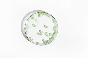 organic cosmetics, natural cosmetics, biofuels, algae. Natural green laboratory. Experiments. Petri dish with green plants on a light background. photo