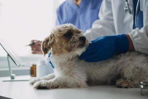 Vet examining dog and cat. Puppy and kitten at veterinarian doctor. Animal clinic. Pet check up and vaccination. Health care. photo