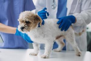 Vet examining dog and cat. Puppy and kitten at veterinarian doctor. Animal clinic. Pet check up and vaccination. Health care. photo