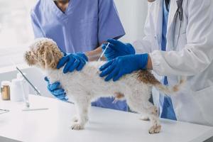 Vet examining dog and cat. Puppy and kitten at veterinarian doctor. Animal clinic. Pet check up and vaccination. Health care. photo