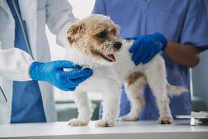 Vet examining dog and cat. Puppy and kitten at veterinarian doctor. Animal clinic. Pet check up and vaccination. Health care. photo