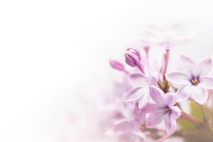 Soft focus image of lilac flowers on white background. photo