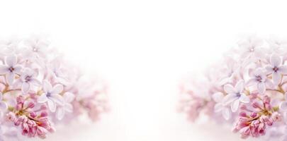 Soft focus image of lilac flowers on white background. photo