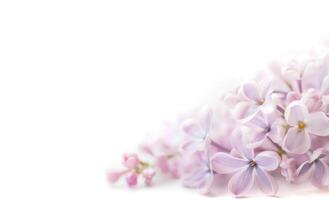 Soft focus image of lilac flowers on white background. photo