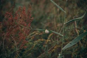 snail on a bush in an autumn day natural minimalist bokeh background photo