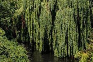 leba río fluido mediante lebork Polonia en un verano día foto