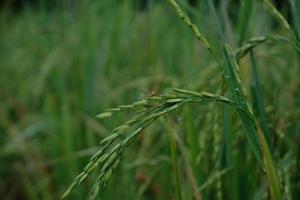 an insect pest that perches on rice that is still green photo