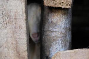 a goat peeking behind the cage photo